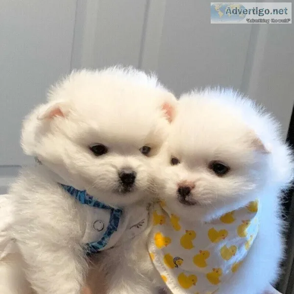 Top Quality Registered Pomeranian