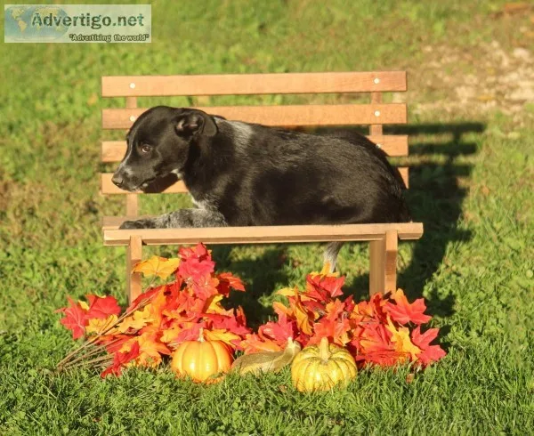 Roger Male Blue Heeler Mix