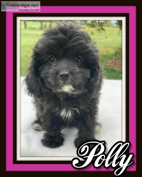 Polly Female Cavapoo