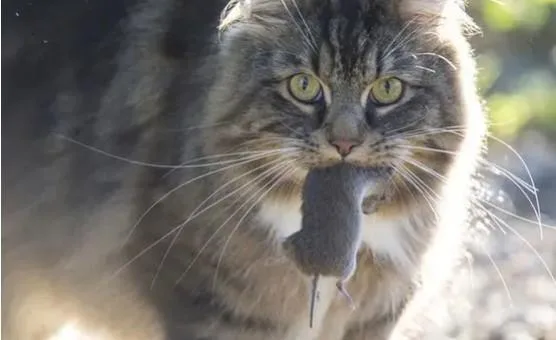 Feral animal pest control sydney  Qpms.com.au