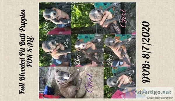 Blue bully pups