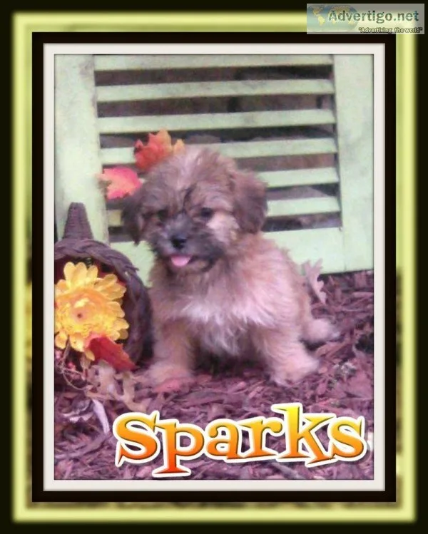 Sparks Male Shorkie