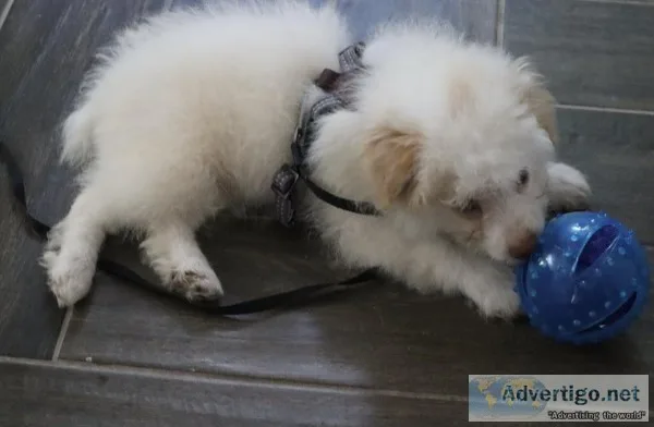 2 12 month Bichon Poodle