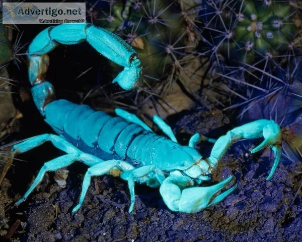 Blue scorpion venom