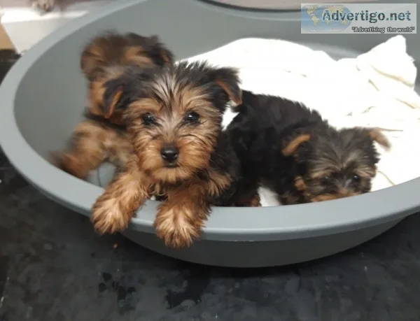 Yorkie puppies for sale