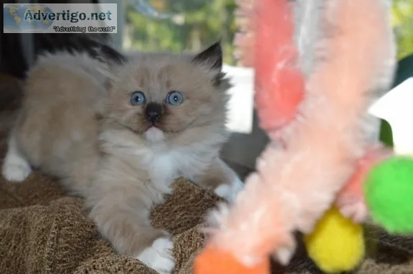 gorgeous litter of Ragdoll kittens.