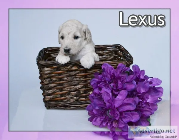 Lexus Female Standard Poodle