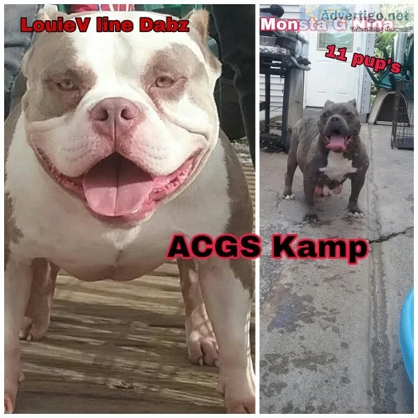 ABKC reg American Bully pups LouieV line available