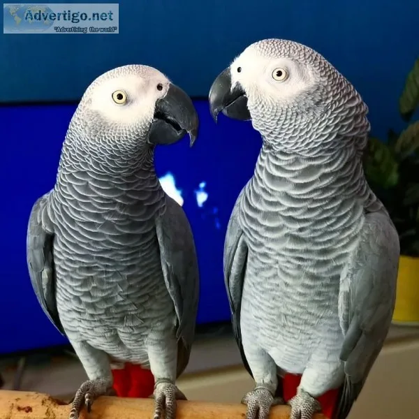 Buy african grey parrots cheap