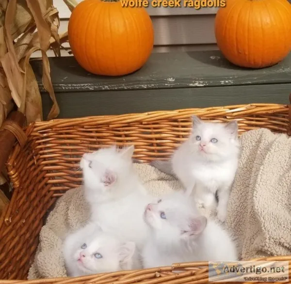 Ragdoll  3 boys and 2 girls.