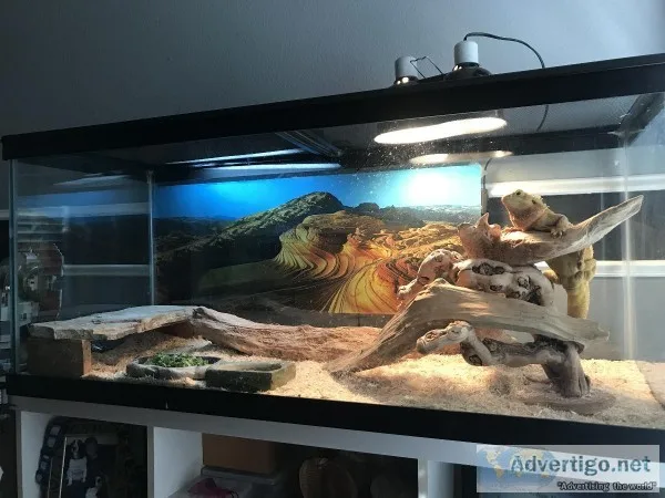Selling Two complete Bearded Dragon setups.