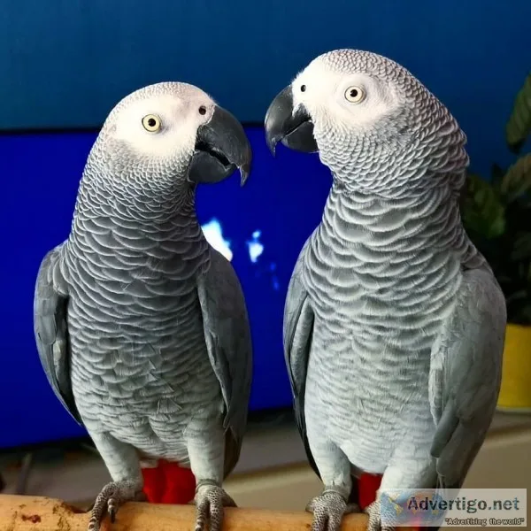 African congo grey parrots for adoption