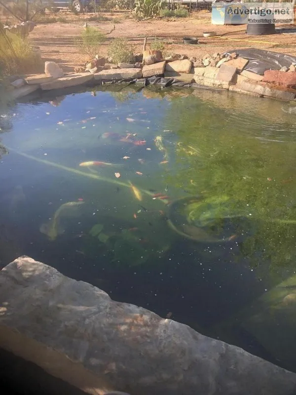 Butterfly Koi and traditional Koi