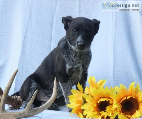Ralf Male Blue Heeler Mix