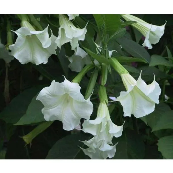 Angel Trumpet bushes