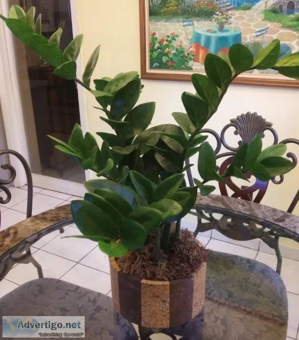 Gorgeous Zamiifolia Plant in a Decorative Container
