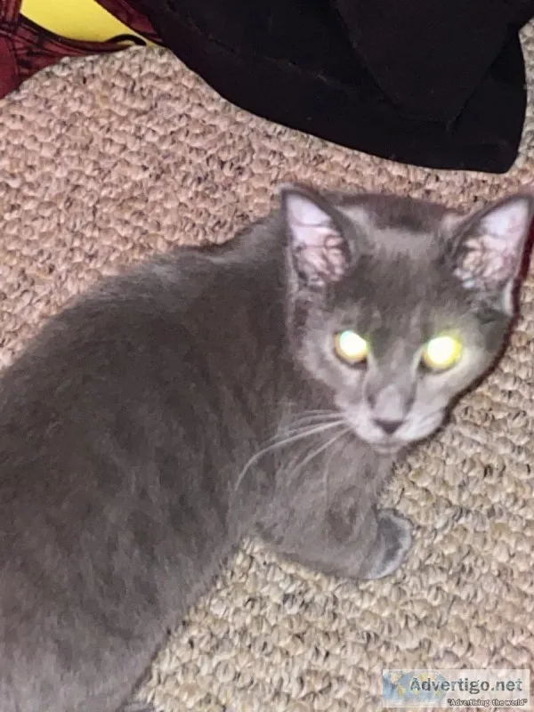 Grey tabby