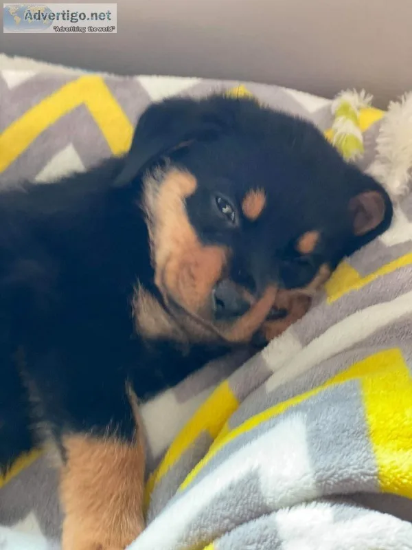 Akc German Rottweilers