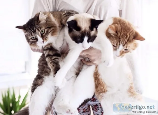 1-3 cats need a home