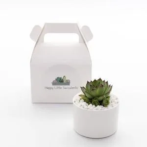 Succulent Gifts Sydney  Happy Little Succulents