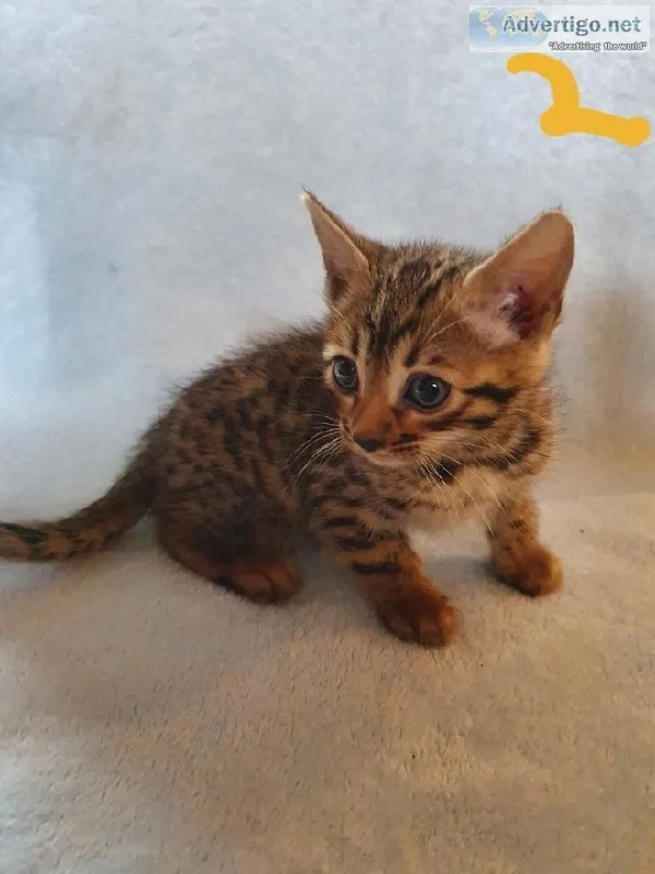 Babies Bengal kittens.