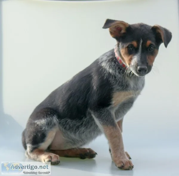 Reba Female Blue Heeler Mix