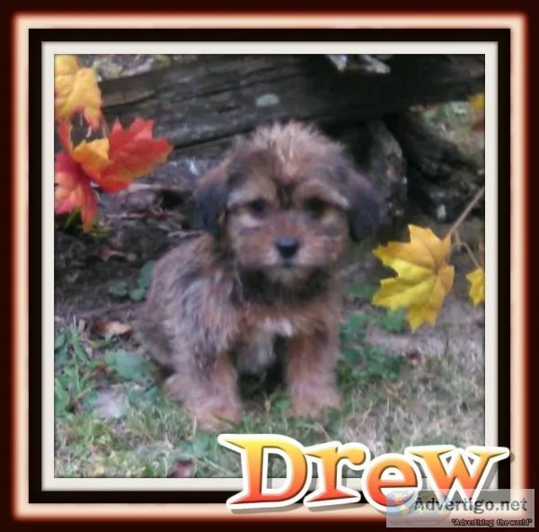 Drew Male Shorkie