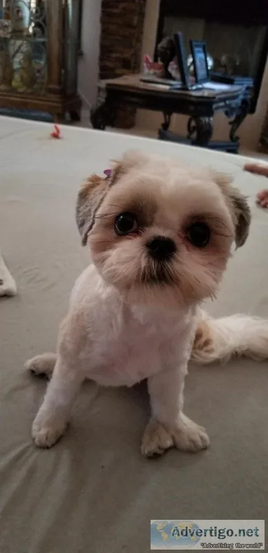 Shih tzu