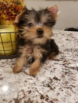 Two teacup yorkie puppies