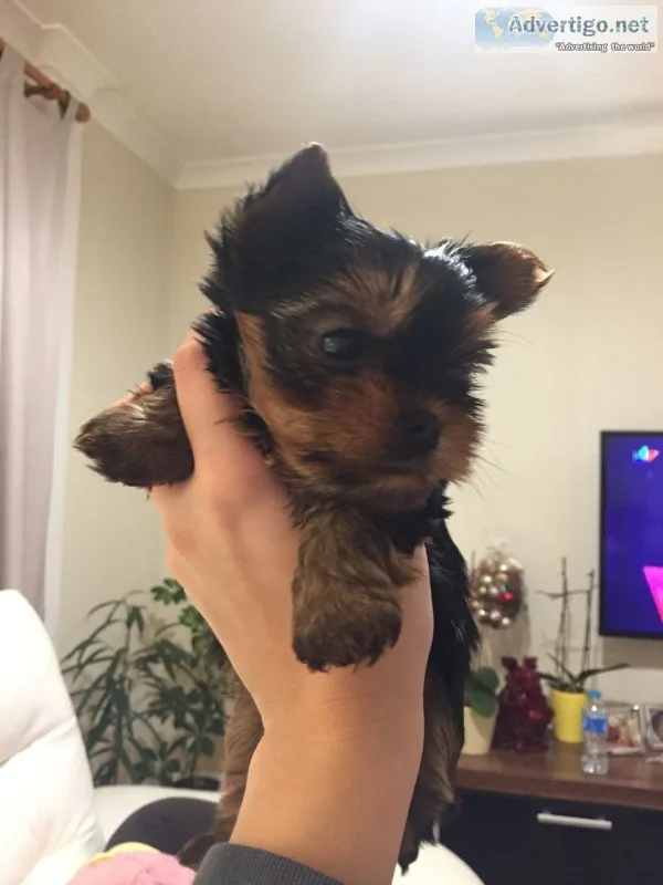 Two teacup yorkie puppies