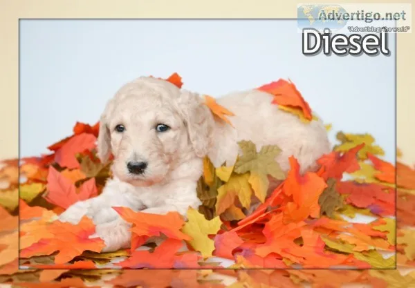 Diesel Male Standard Poodle