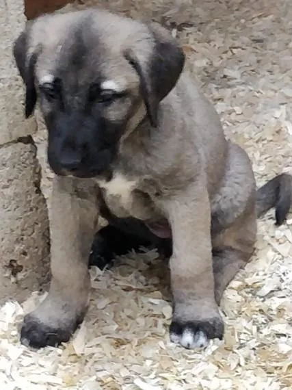 Turkish Kangala  pupies