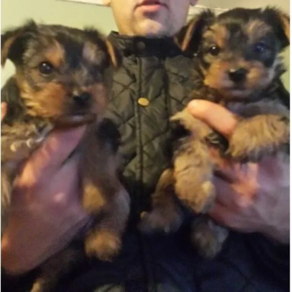 Two teacup yorkie puppies