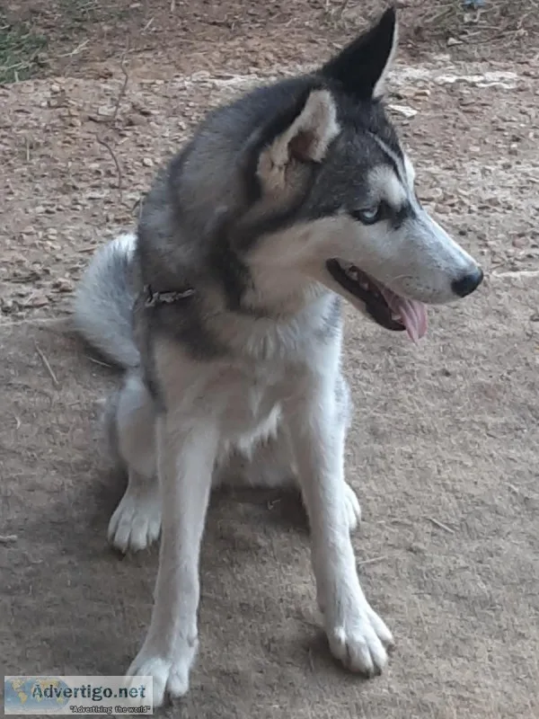 Young Female Husky for Sale North MS