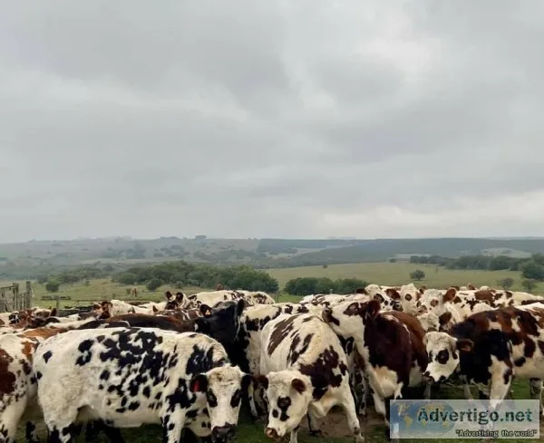 Normande Heifers