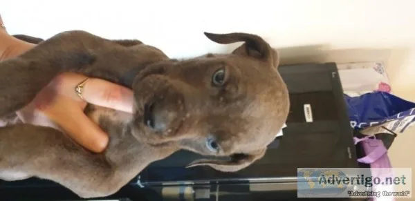 Outstanding litter of beautiful Cane corso puppies