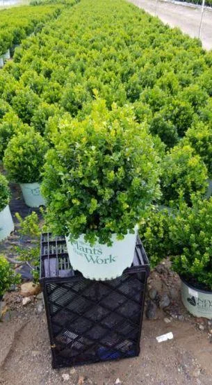 Shop for Buxus Cranberry Creek Boxwood - 3 Gallon Online