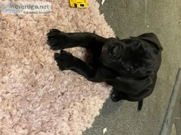 Healthy Cane Corso Puppies