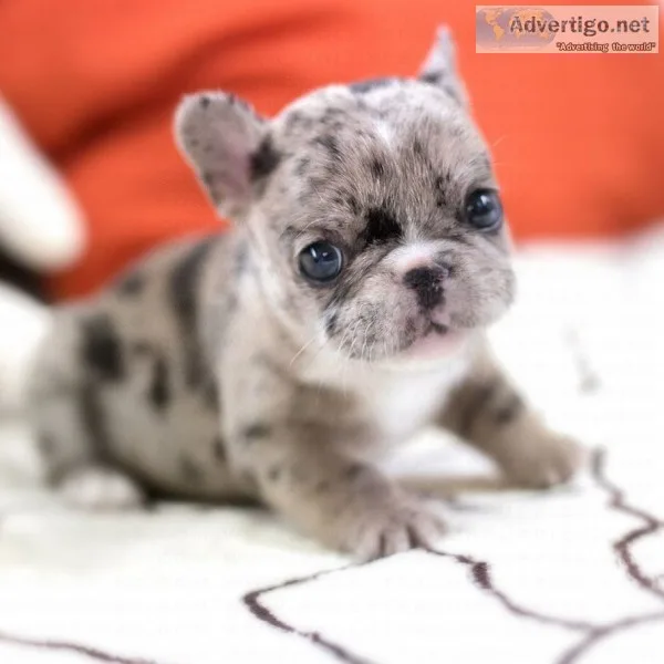 Teacup french bulldog puppies*/ 10% off