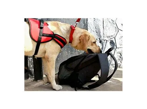 Sniffer Dogs in Delhi