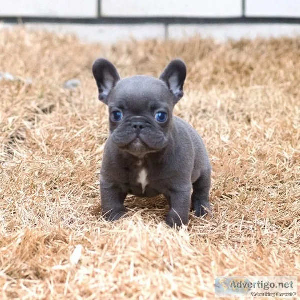 Teacup french bulldog puppies*/ 10% off