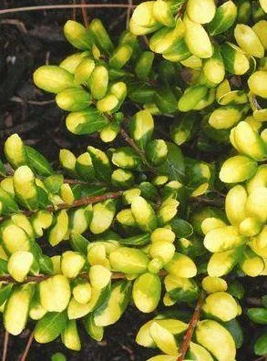 Buy Drops Of Gold Japanese Holly Plant - 3 Gallon