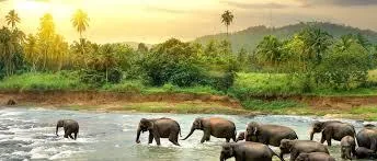 Sri Lankan Tales