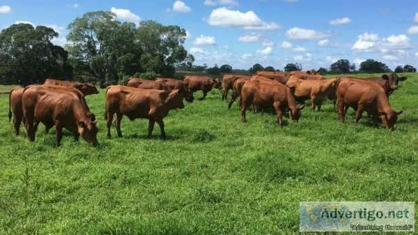 Senepol Limousin and Gelbvieh Heifers