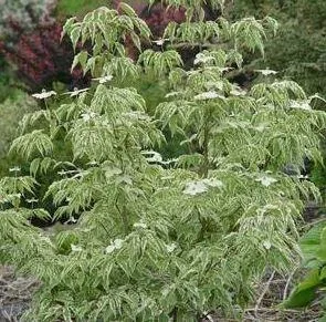 Get Cornus Kousa Wolf Eyes Dogwood Tree - 7 Gallon Online