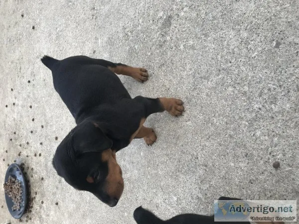 Purebred Doberman x Purebred Airdale puppies
