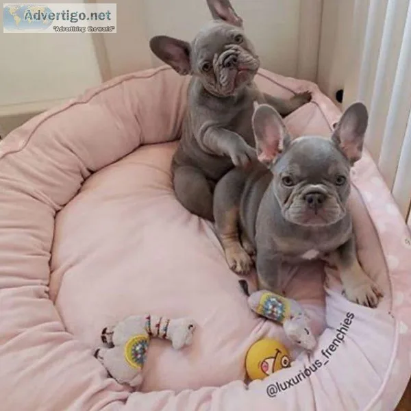 French Bull Dog Pugs