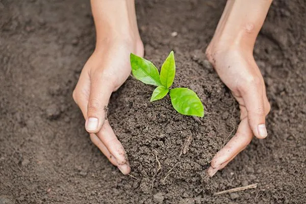 Garden Maintenance Services In Aberdeen By SG Tree Services