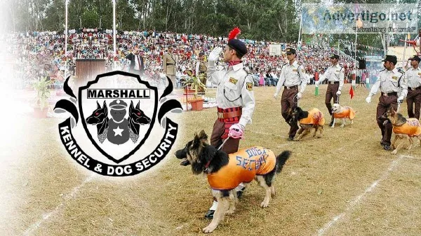 Sniffer Dogs in Chennai