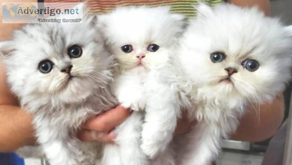 Persian babies kittens.